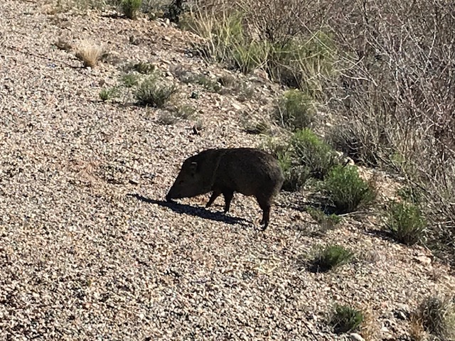 javelina